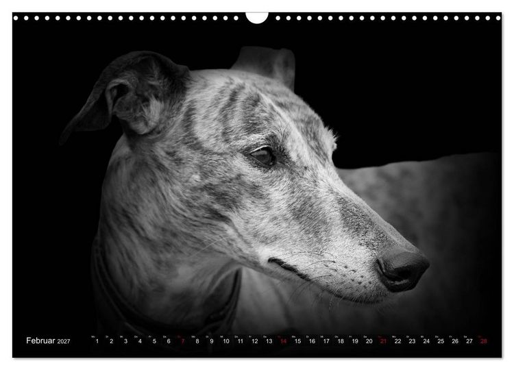 Produktbild: Galgo Espa&ntilde;ol - der spanische Windhund 2027 (Wandkalender 2027 DIN A3 quer), CALVENDO Monatskalender