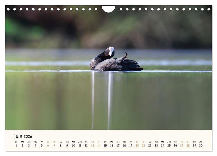 Produktbild: Chuchotements d'ailes - Une ann&eacute;e dans l'intimit&eacute; des oiseaux (Calendrier mural 2026 DIN A4 vertical), CALVENDO calendrier mensuel