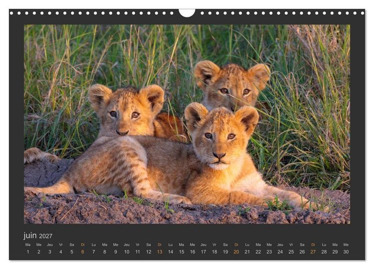 Produktbild: Lions &ndash; Photographies de la faune (Calendrier mural 2027 DIN A3 vertical), CALVENDO calendrier mensuel