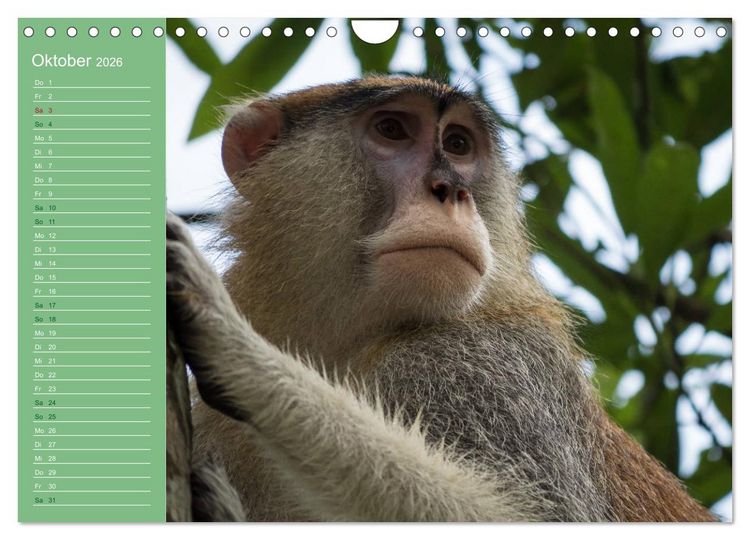 Produktbild: Die vielf&auml;ltige Welt der Affen (Wandkalender 2026 DIN A4 quer), CALVENDO Monatskalender