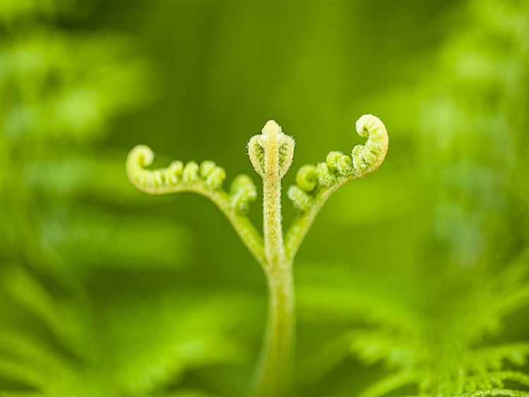 Produktbild: CALVENDO Puzzle Adlerfarn (Pteridium aquilinum) | 1000 Teile Lege-Gr&ouml;&szlig;e 64x48cm Foto-Puzzle f&uuml;r gl&uuml;ckliche Stunden