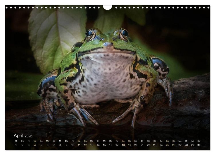 Produktbild: Fr&ouml;sche zum Verlieben (Wandkalender 2026 DIN A3 quer), CALVENDO Monatskalender