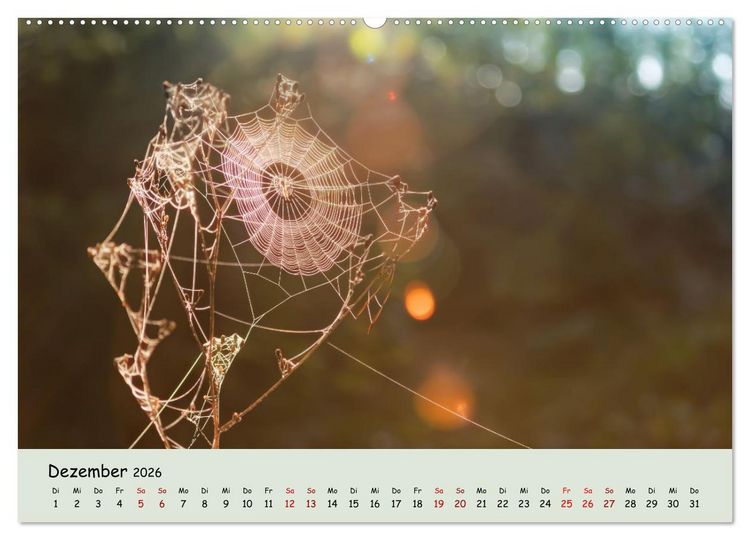 Produktbild: Waldbaden - Durch Achtsamkeit zu einer besseren Gesundheit (Wandkalender 2026 DIN A2 quer), CALVENDO Monatskalender