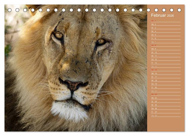Produktbild: Afrika - Faszinierende Tierwelt (Tischkalender 2026 DIN A5 quer), CALVENDO Monatskalender