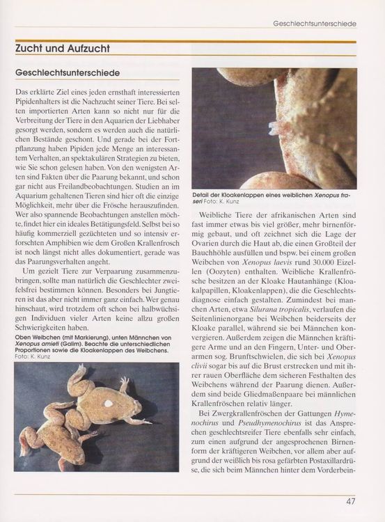 Produktbild: Krallenfr&ouml;sche, Zwergkrallenfr&ouml;sche und Wabenkr&ouml;ten