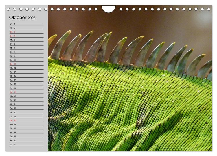 Produktbild: Kaltes Blut. Faszination Reptilien (Wandkalender 2026 DIN A4 quer), CALVENDO Monatskalender