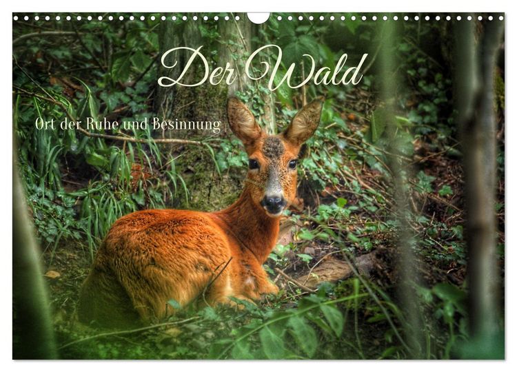 Produktbild: Der Wald - Ort der Ruhe und Besinnung (Wandkalender 2026 DIN A3 quer), CALVENDO Monatskalender