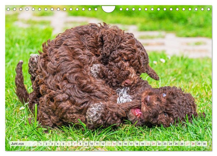 Produktbild: Lagotto Romagnolo - der Tr&uuml;ffelhund Italiens (Wandkalender 2026 DIN A4 quer), CALVENDO Monatskalender