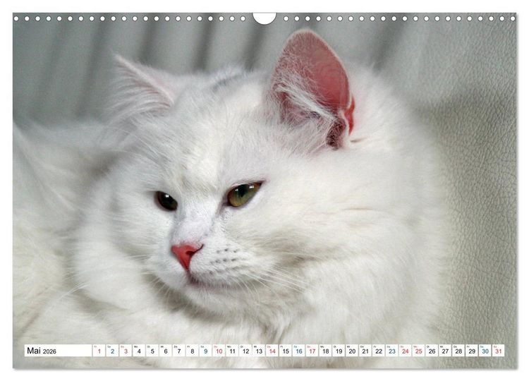 Produktbild: Die Perserkatze - Farbschlag Wei&szlig; (Wandkalender 2026 DIN A3 quer), CALVENDO Monatskalender