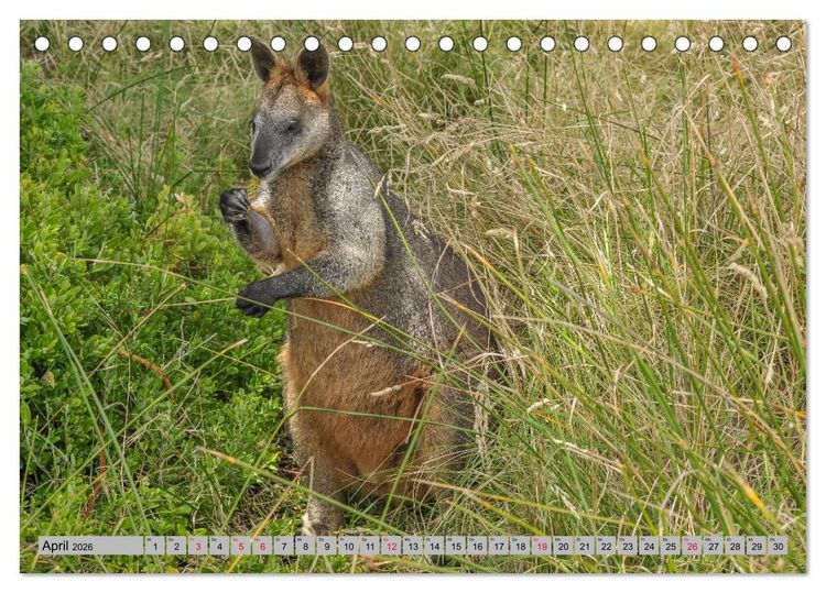 Produktbild: K&auml;ngururs und Wallabys (Tischkalender 2026 DIN A5 quer), CALVENDO Monatskalender