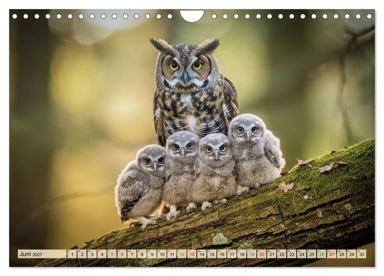 Produktbild: Eulen - furchtlos und elegant (Wandkalender 2027 DIN A4 quer), CALVENDO Monatskalender