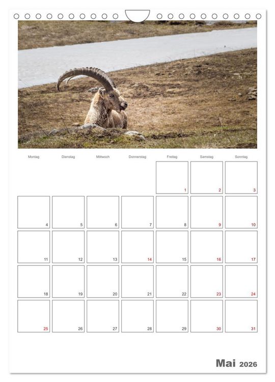 Produktbild: Franz&ouml;sische Alpen, auf den Pfaden des Murmeltiers (Wandkalender 2026 DIN A4 hoch), CALVENDO Monatskalender