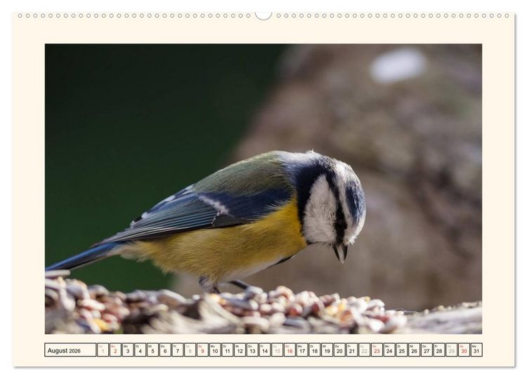 Produktbild: Gefiederte Sch&ouml;nheiten - Die Blaumeise (Wandkalender 2026 DIN A2 quer), CALVENDO Monatskalender