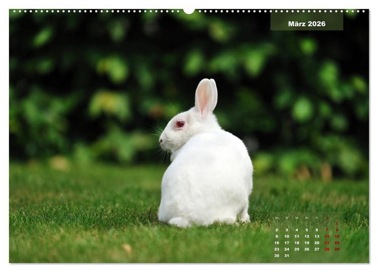 Produktbild: Kaninchen klein und putzig (Wandkalender 2026 DIN A2 quer), CALVENDO Monatskalender