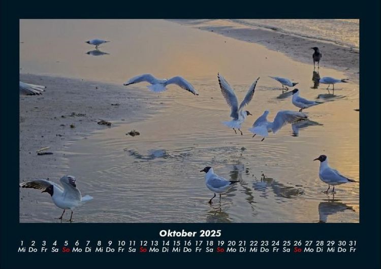 Produktbild: V&ouml;gel 2025 Fotokalender DIN A4