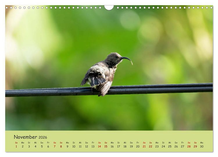 Produktbild: Gefiederte Sch&ouml;nheiten Ostafrikas (Wandkalender 2026 DIN A3 quer), CALVENDO Monatskalender