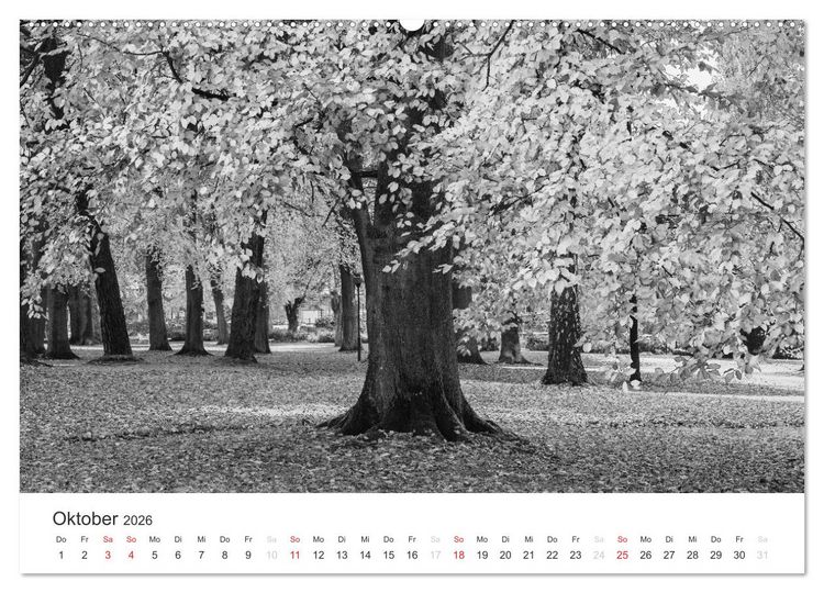 Produktbild: B&auml;ume - Natursch&ouml;nheiten in schwarz-wei&szlig; (Wandkalender 2026 DIN A2 quer), CALVENDO Monatskalender