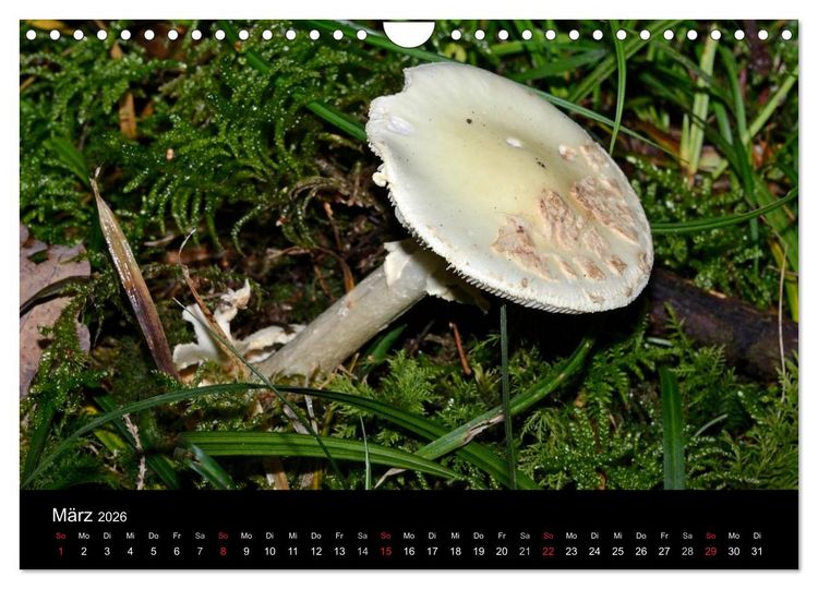 Produktbild: Pilze, Pilze (Wandkalender 2026 DIN A4 quer), CALVENDO Monatskalender