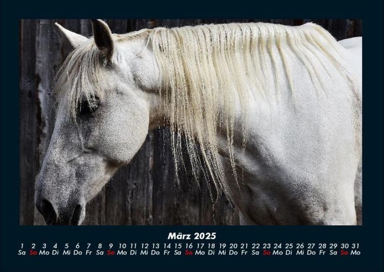 Produktbild: Die Welt der Pferde 2025 Fotokalender DIN A4