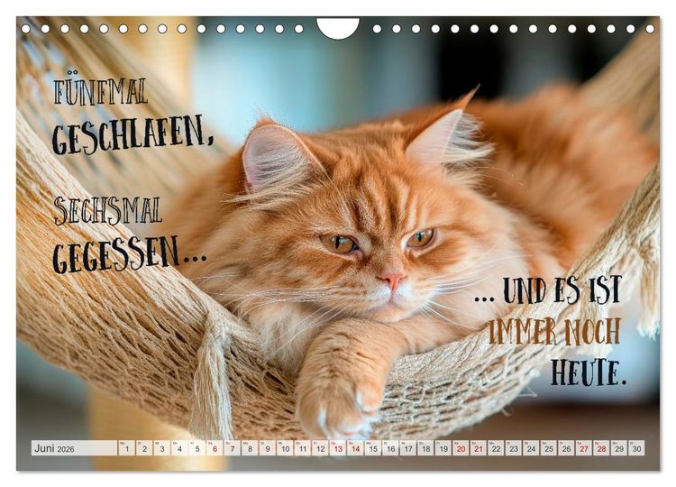 Produktbild: Katzenlogik - Wenn Blicke miauen k&ouml;nnten (Wandkalender 2026 DIN A4 quer), CALVENDO Monatskalender