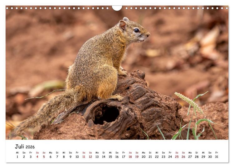 Produktbild: Afrikas kleine Stars (Wandkalender 2026 DIN A3 quer), CALVENDO Monatskalender