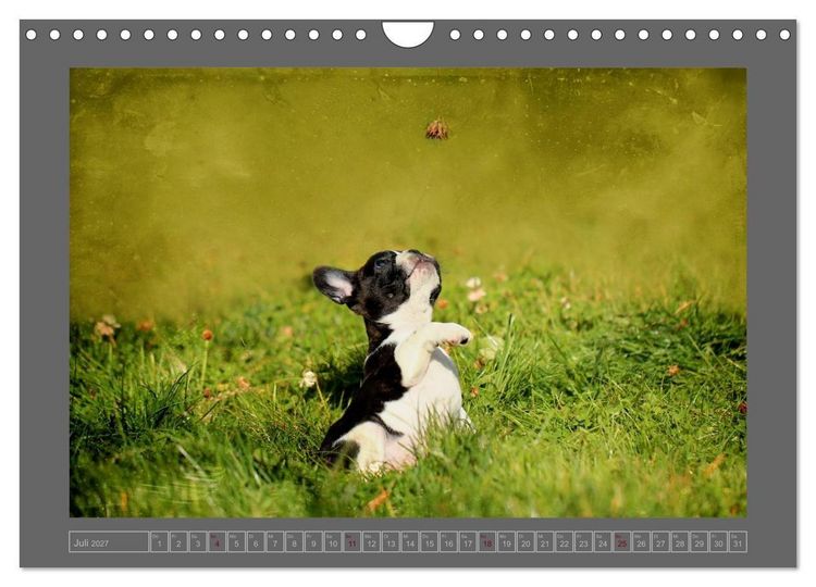 Produktbild: Franz&ouml;sische Bulldoggen (Wandkalender 2027 DIN A4 quer), CALVENDO Monatskalender