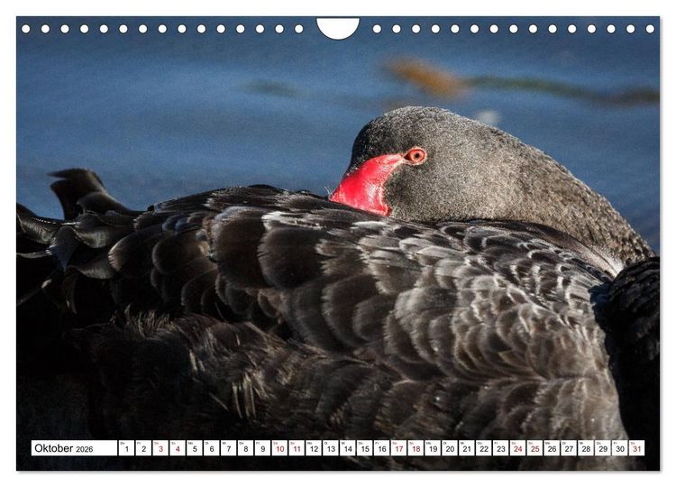 Produktbild: Wildlife Australien (Wandkalender 2026 DIN A4 quer), CALVENDO Monatskalender