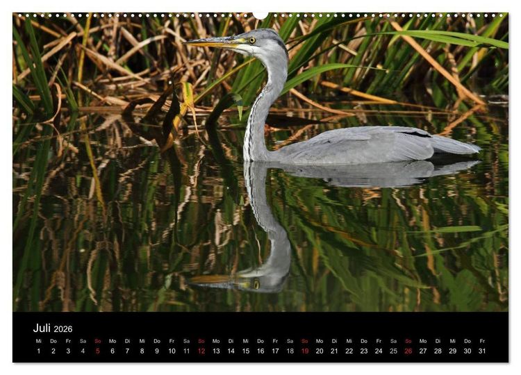 Produktbild: Aus dem Leben der Graureiher (hochwertiger Premium Wandkalender 2026 DIN A2 quer), Kunstdruck in Hochglanz