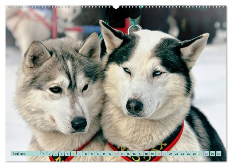 Produktbild: Huskies - Tolle Gef&auml;hrten (Wandkalender 2026 DIN A2 quer), CALVENDO Monatskalender