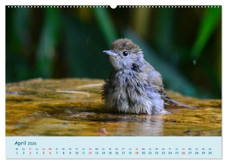 Produktbild: Sommer am Pool - Singv&ouml;gel an der Badestelle (Wandkalender 2026 DIN A2 quer), CALVENDO Monatskalender