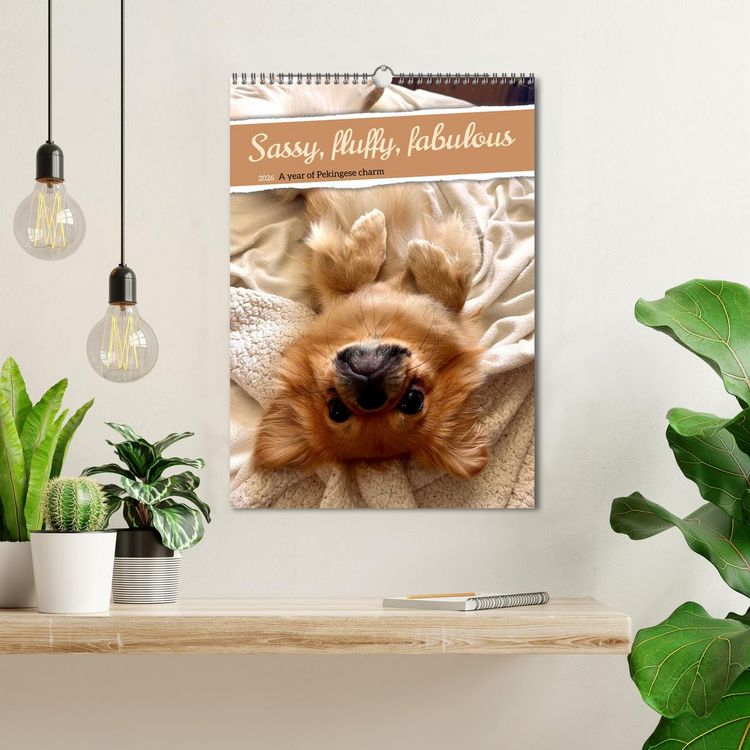 Produktbild: Sassy, fluffy, fabulous &ndash; A year of Pekingese charm (Wall Calendar 2026 DIN A3 portrait), CALVENDO 12 Month Wall Calendar