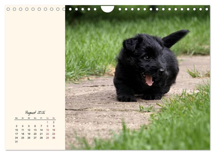 Produktbild: Scottish Terrier - Charmantes Rauhbein (Wandkalender 2026 DIN A4 quer), CALVENDO Monatskalender
