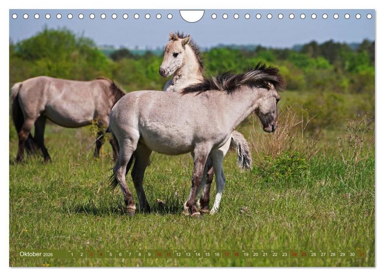 Produktbild: Mutterliebe - Konik Fohlen und Stute (Wandkalender 2026 DIN A4 quer), CALVENDO Monatskalender