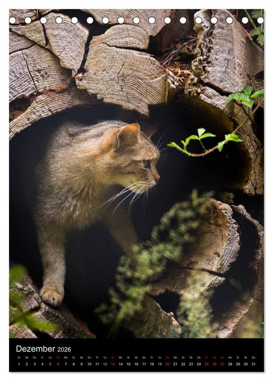 Produktbild: Wildkatzen - scheue J&auml;ger (Tischkalender 2026 DIN A5 hoch), CALVENDO Monatskalender