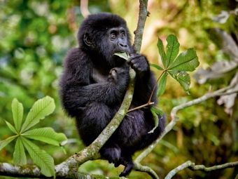 Produktbild: CALVENDO Puzzle s&uuml;sser kleiner Berggorilla, Gorilla beringei beringei, Bwindi Impenetrable Nationalpark, Uganda, Afrika | 1000 Teile Lege-Gr&ouml;&szlig;e 64x48cm Foto-Puzzle f&uuml;r gl&uuml;ckliche Stunden