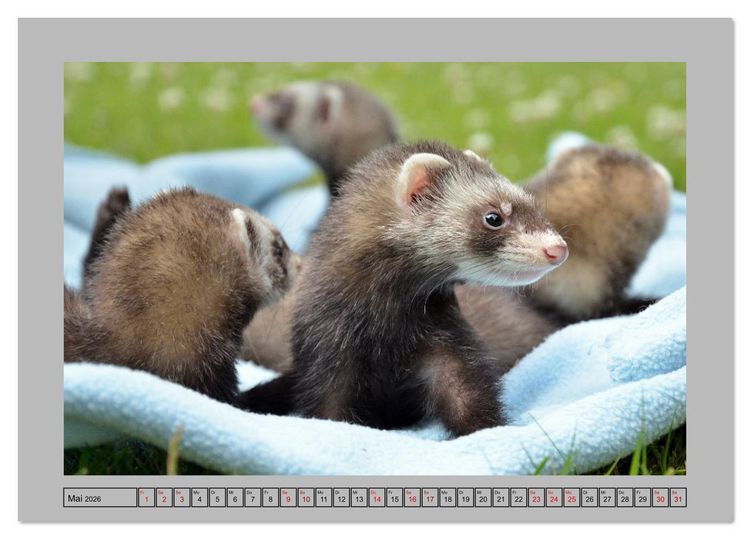 Produktbild: Frettchen - Freche Kobolde (Tischkalender 2026 DIN A5 quer), CALVENDO Monatskalender
