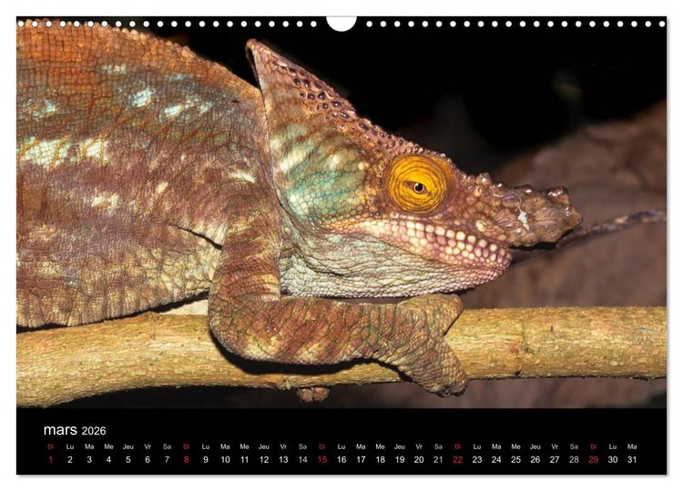 Produktbild: Cam&eacute;l&eacute;ons - Petits dragons d'Afrique. (Calendrier mural 2026 DIN A3 vertical), CALVENDO calendrier mensuel
