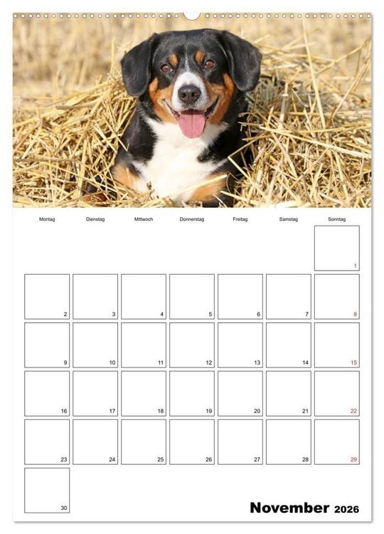 Produktbild: Entlebucher Sennenhunde begleiten Sie durch das Jahr (hochwertiger Premium Wandkalender 2026 DIN A2 hoch), Kunstdruck in Hochglanz