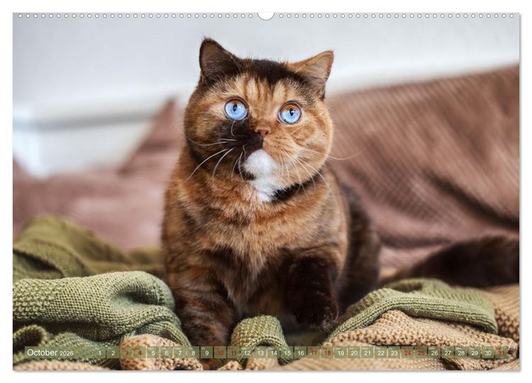 Produktbild: Rare British Shorthair cats (High Quality Premium Wall Calendar 2026 DIN A2 landscape),CALVENDO 12 Month Wall Calendar