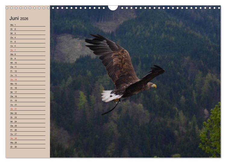 Produktbild: Der Steinadler. Majest&auml;tischer Greifvogel (Wandkalender 2026 DIN A3 quer), CALVENDO Monatskalender