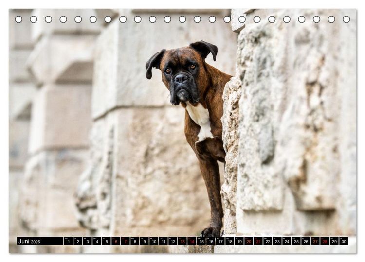 Produktbild: K&auml;the - ein Boxer mit Charme (Tischkalender 2026 DIN A5 quer), CALVENDO Monatskalender