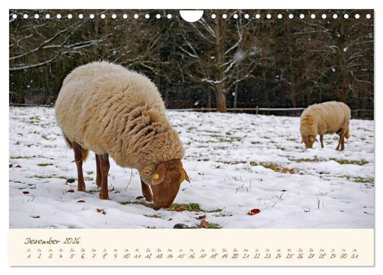 Produktbild: Coburger Fuchsschaf (Wandkalender 2026 DIN A4 quer), CALVENDO Monatskalender