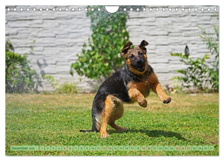 Produktbild: Faszination Sch&auml;ferhundwelpe (Wandkalender 2026 DIN A4 quer), CALVENDO Monatskalender