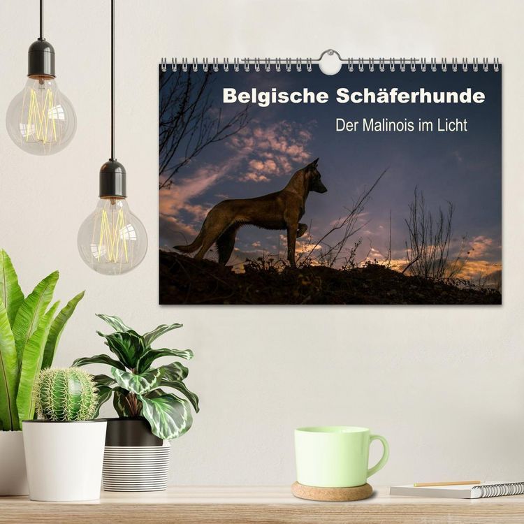 Produktbild: Belgische Sch&auml;ferhunde - Der Malinois im Licht (Wandkalender 2027 DIN A4 quer), CALVENDO Monatskalender