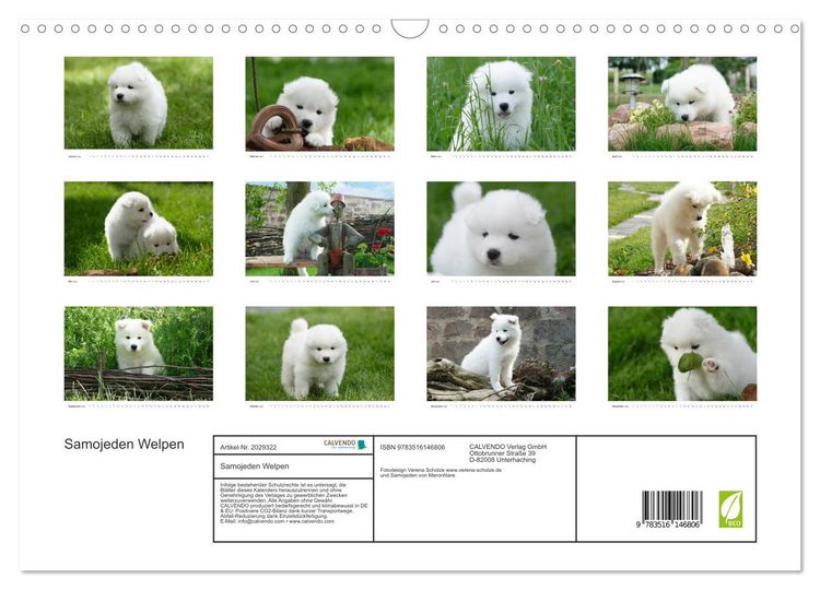 Produktbild: Samojeden Welpen (Wandkalender 2026 DIN A3 quer), CALVENDO Monatskalender