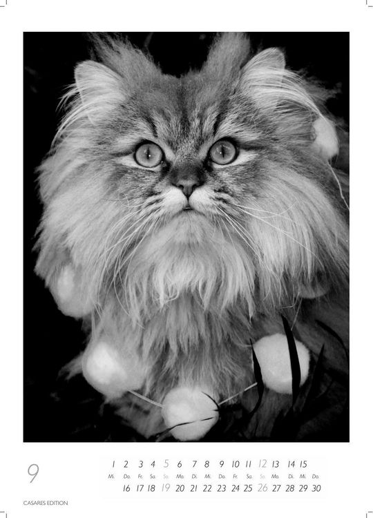 Produktbild: Cats schwarz-weiss Kalender 2027 &ndash; Wandkalender | Fotokalender Tierkalender schwarz-weiss 29x21cm - Katzenkalender | Perfekt f&uuml;r Katzenliebhaber und Tierkalenderfans