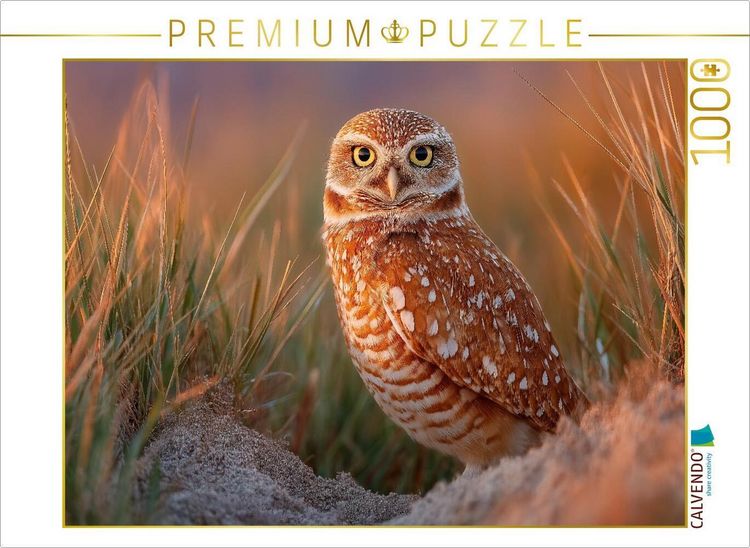 Produktbild: CALVENDO Puzzle Neugieriger H&ouml;hlenkauz im hohen Gras | 1000 Teile Lege-Gr&ouml;&szlig;e 64x48cm Foto-Puzzle f&uuml;r gl&uuml;ckliche Stunden