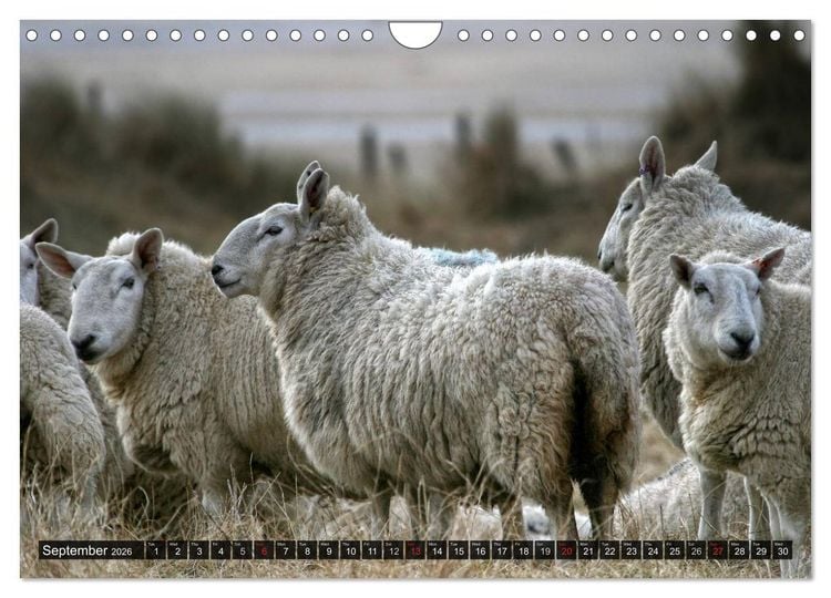 Produktbild: Sheep Portraits (Wall Calendar 2026 DIN A4 landscape), CALVENDO 12 Month Wall Calendar