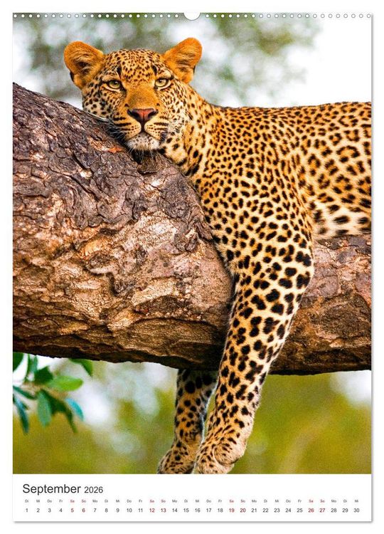 Produktbild: Leoparden - Die Beute im Visier. (Wandkalender 2026 DIN A2 hoch), CALVENDO Monatskalender