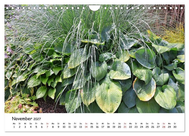 Produktbild: Mein Garten Eine Leidenschaft (Wandkalender 2027 DIN A4 quer), CALVENDO Monatskalender